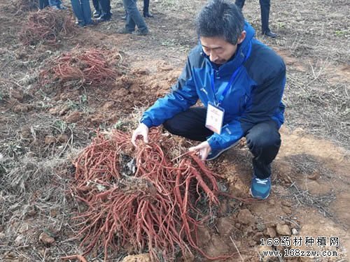 中药材天地网品种智库首席专家刘红卫老师,对2017年河南产地的丹参进行实地考察调研。