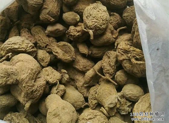 2018年金果榄价格行情预测及种植前景分析