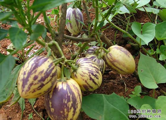 2018年金果榄价格行情预测及种植前景分析
